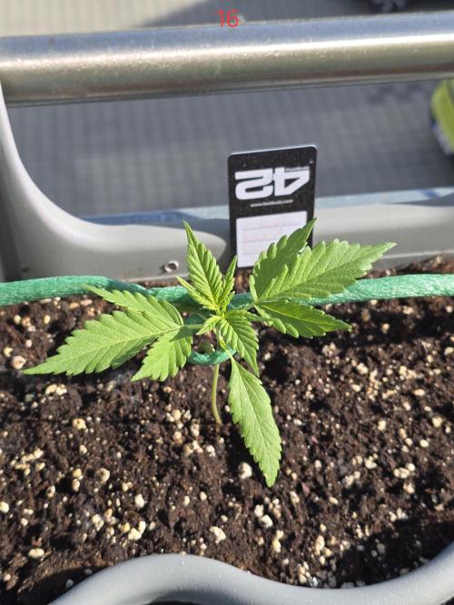 Banana. Week 3