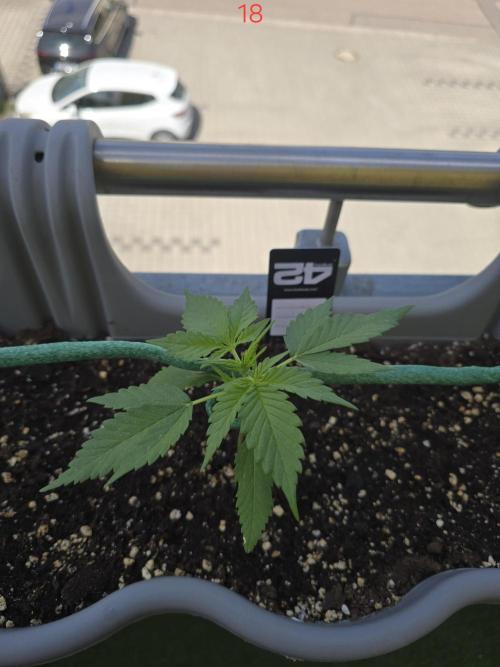 Banana. Week 3