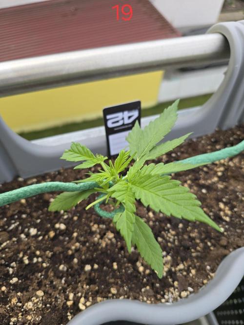 Banana. Week 3