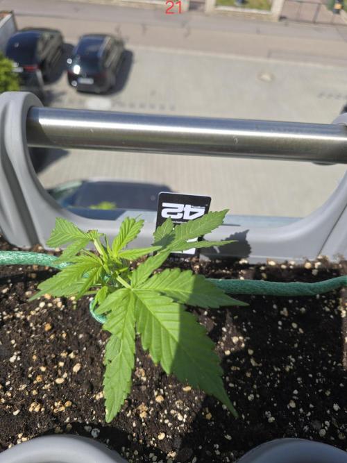 Banana. Week 3