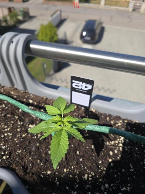 Apple. Week 3