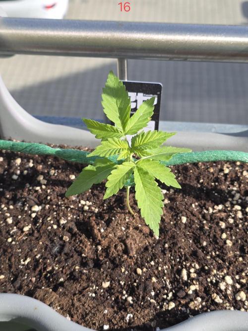 Apple. Week 3