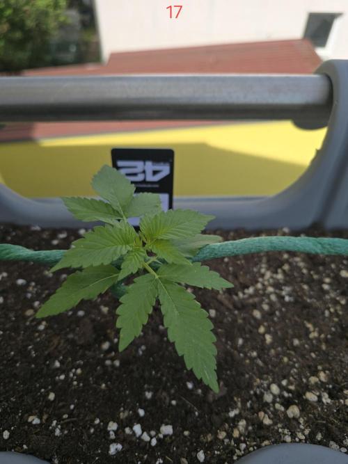 Apple. Week 3