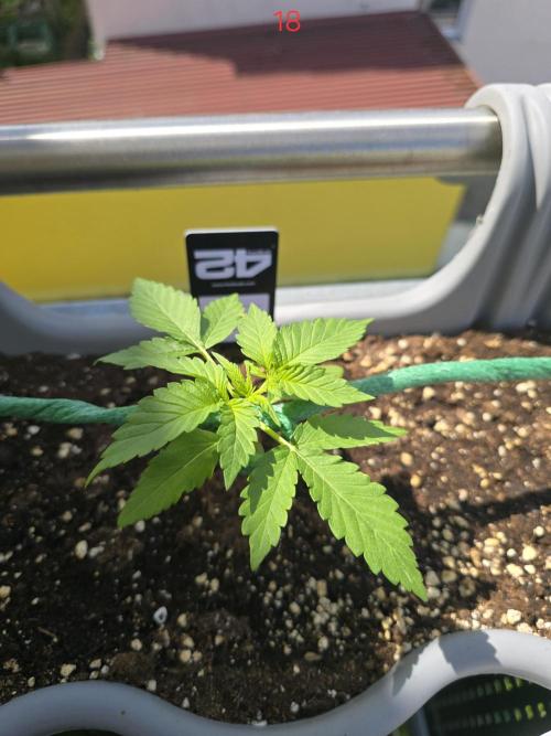 Apple. Week 3