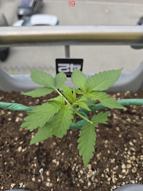 Apple. Week 3