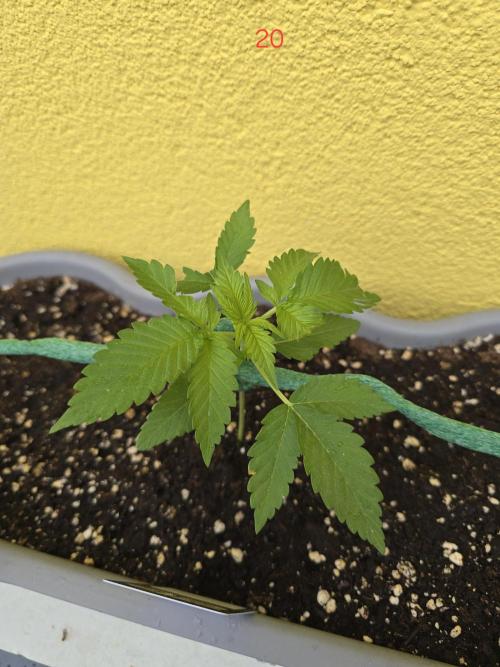 Apple. Week 3