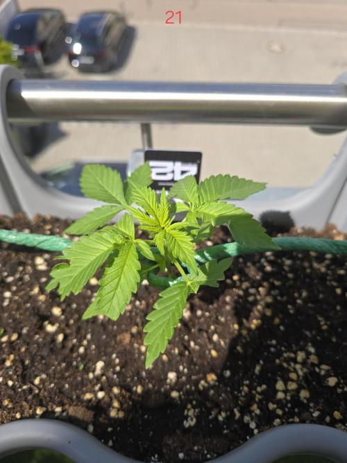 Apple. Week 3