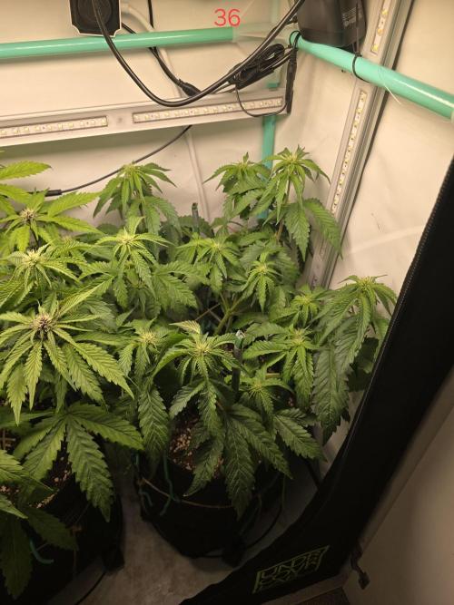 Frostbanger FastBuds. Week 6
