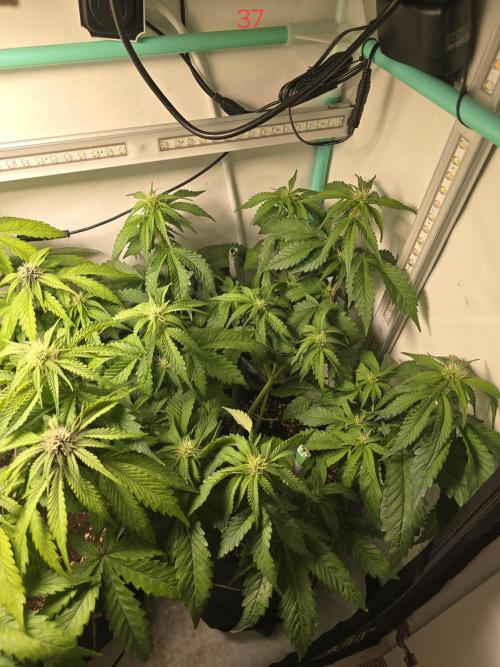 Frostbanger FastBuds. Week 6
