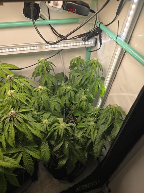 Frostbanger FastBuds. Week 6