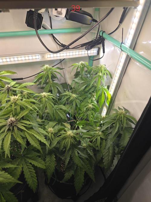 Frostbanger FastBuds. Week 6