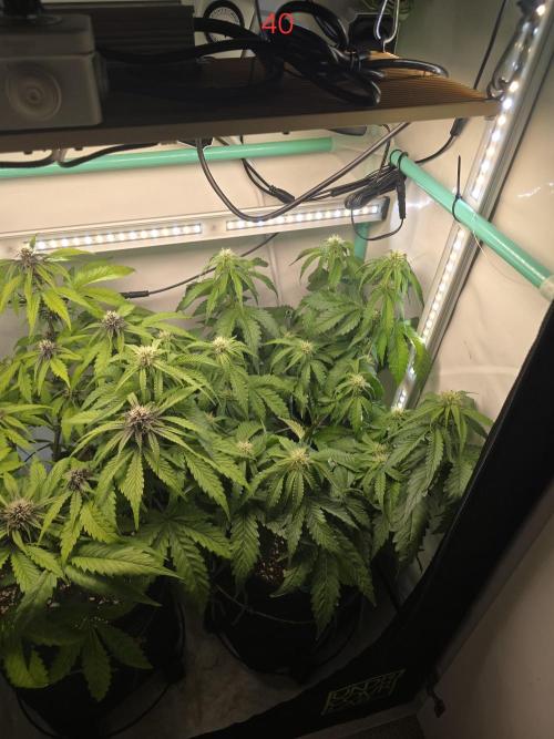 Frostbanger FastBuds. Week 6