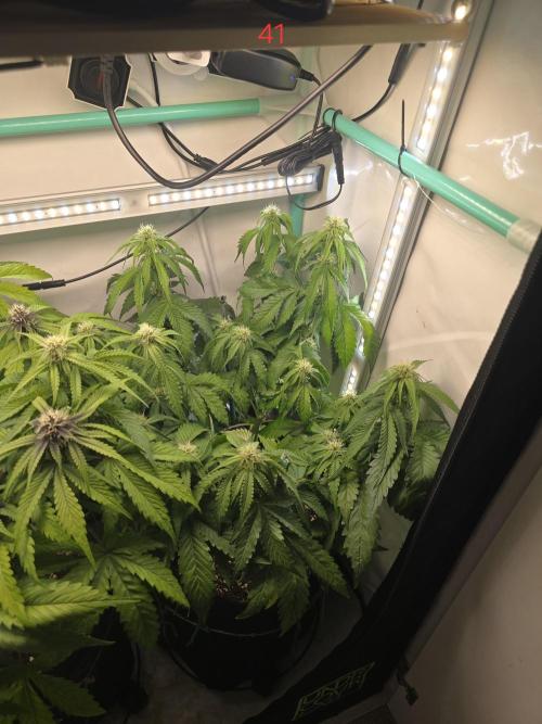 Frostbanger FastBuds. Week 6