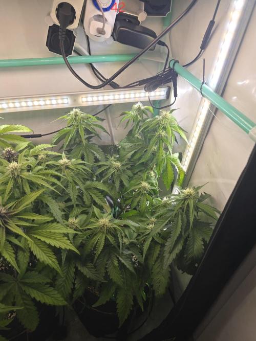 Frostbanger FastBuds. Week 6