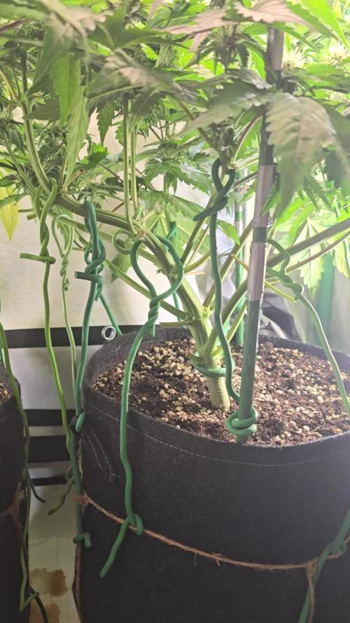 Frostbanger FastBuds