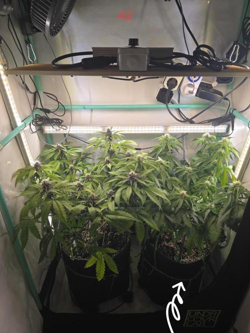 Frostbanger FastBuds. Week 6