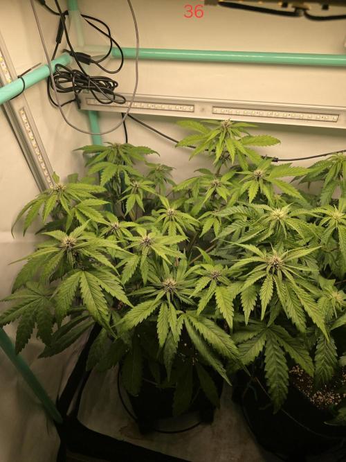 Purple haze FastBuds. Week 6