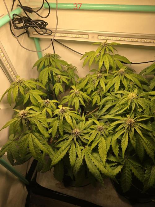 Purple haze FastBuds. Week 6