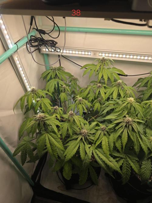 Purple haze FastBuds. Week 6