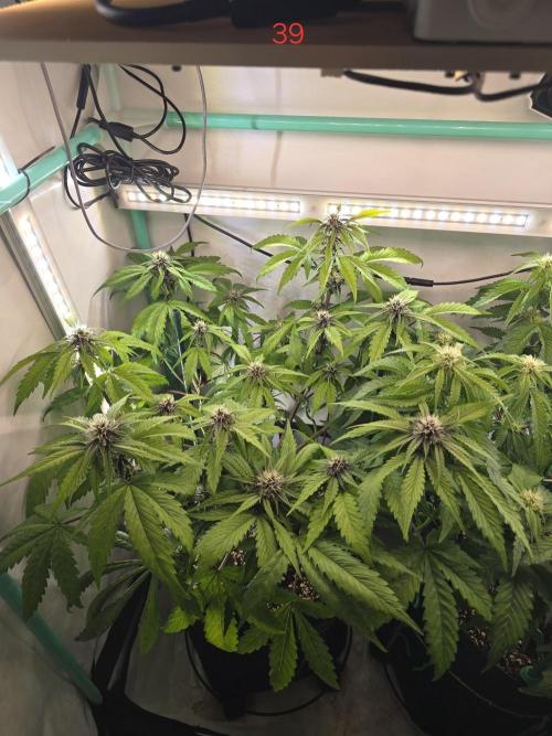 Purple haze FastBuds. Week 6