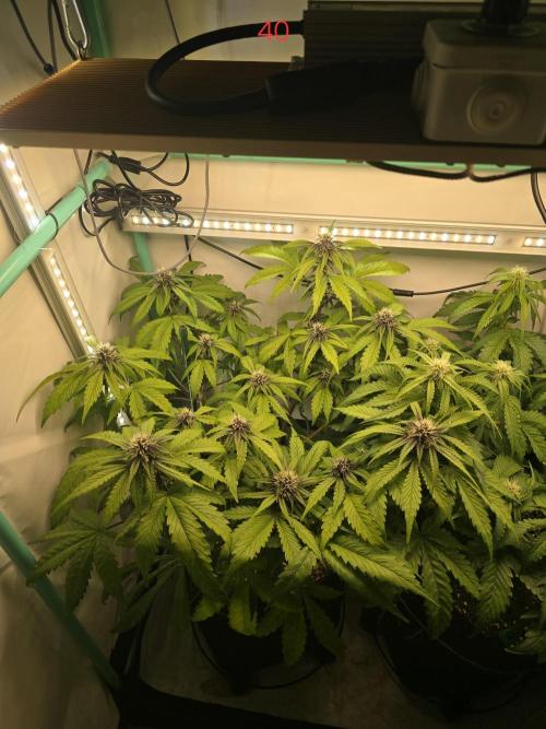 Purple haze FastBuds. Week 6