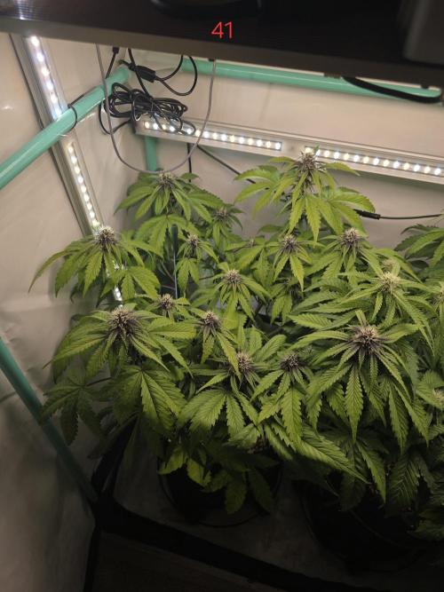 Purple haze FastBuds. Week 6