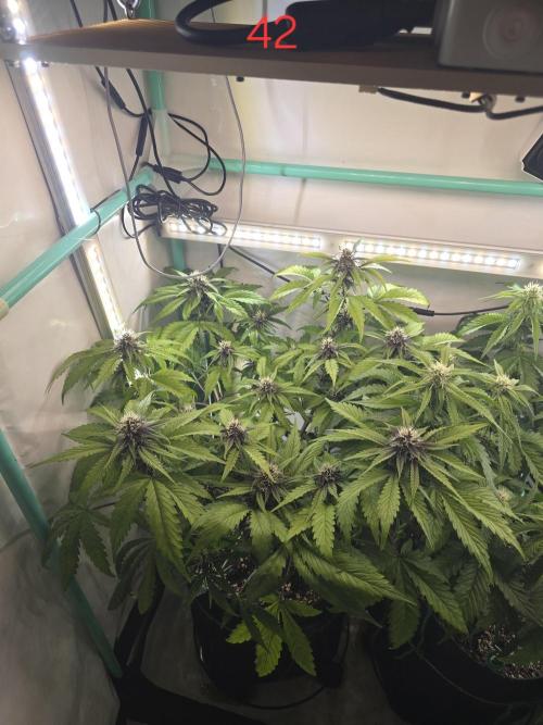 Purple haze FastBuds. Week 6