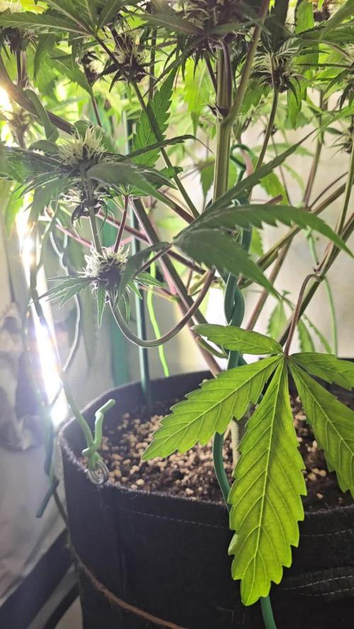 Purple haze FastBuds
