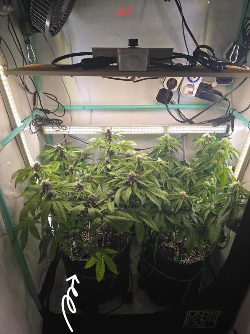 Purple Haze Auto. Week 6