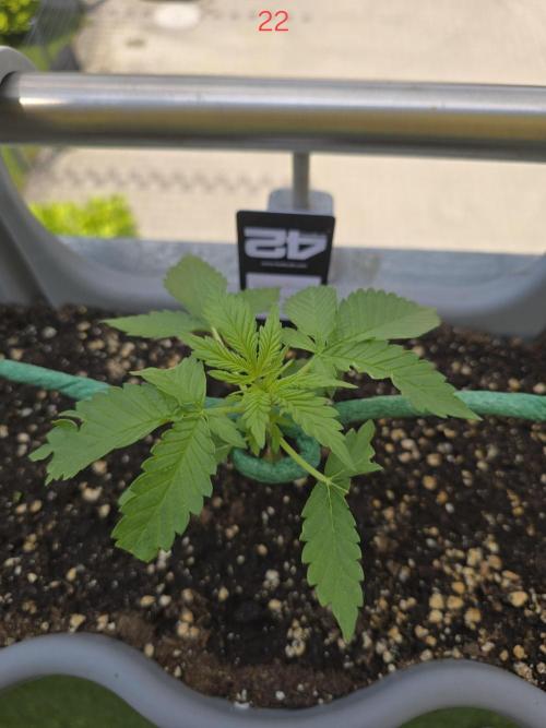 Apple. Week 4