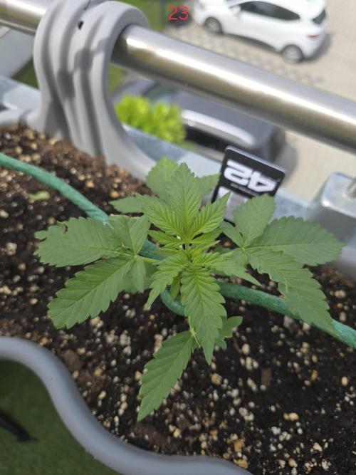 Apple. Week 4