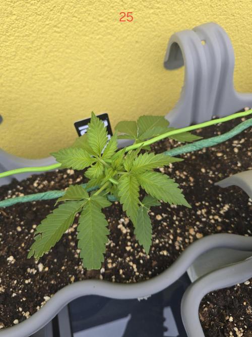 Apple. Week 4