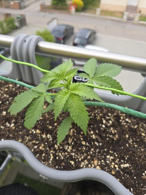 Apple. Week 4