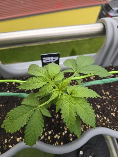 Apple. Week 4