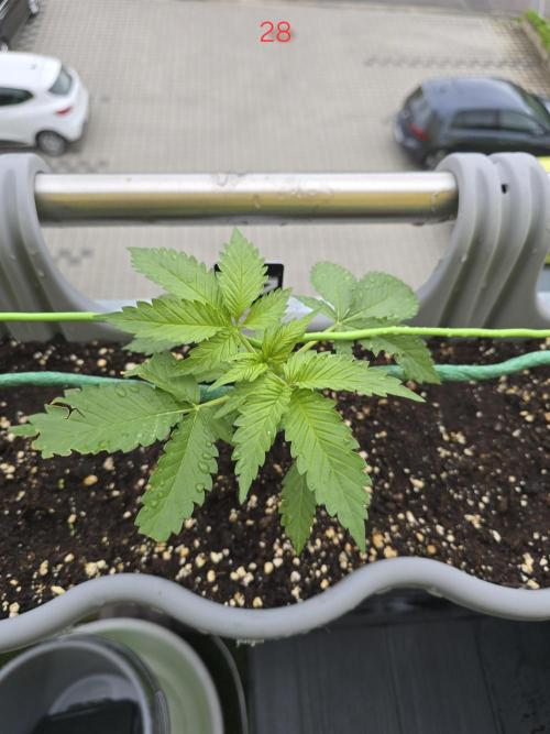 Apple. Week 4