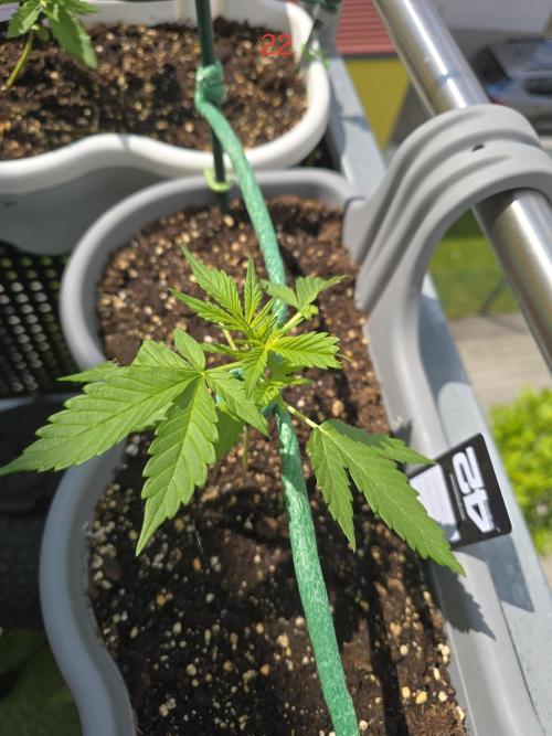 Banana. Week 4