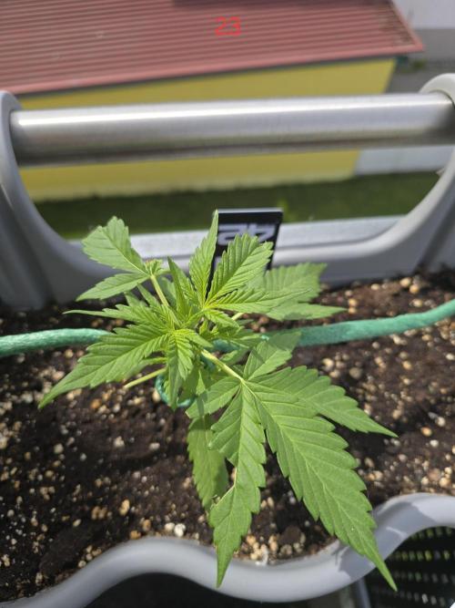 Banana. Week 4