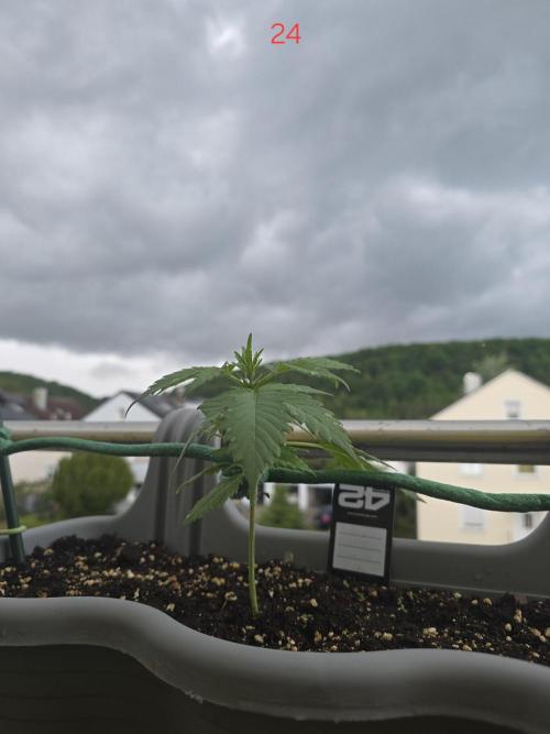Banana. Week 4