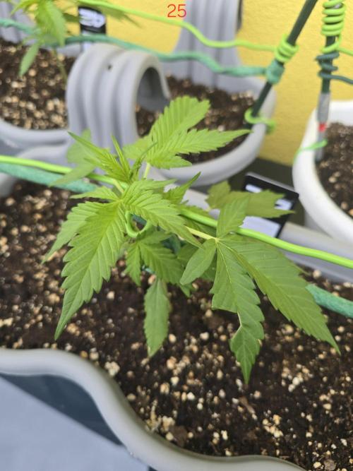 Banana. Week 4