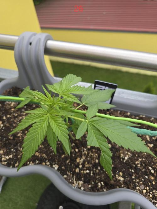 Banana. Week 4