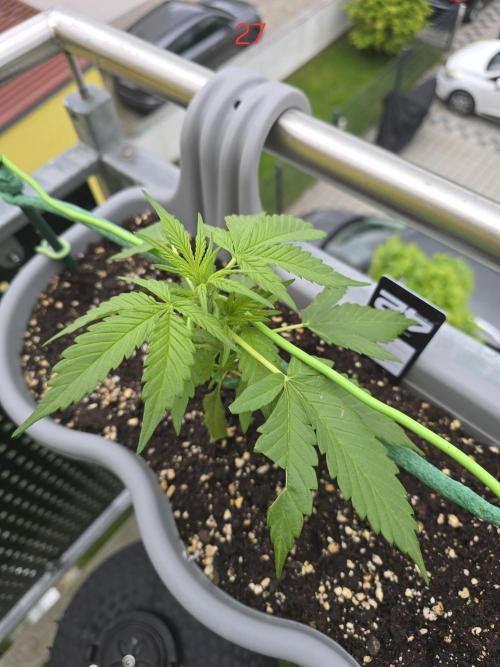 Banana. Week 4