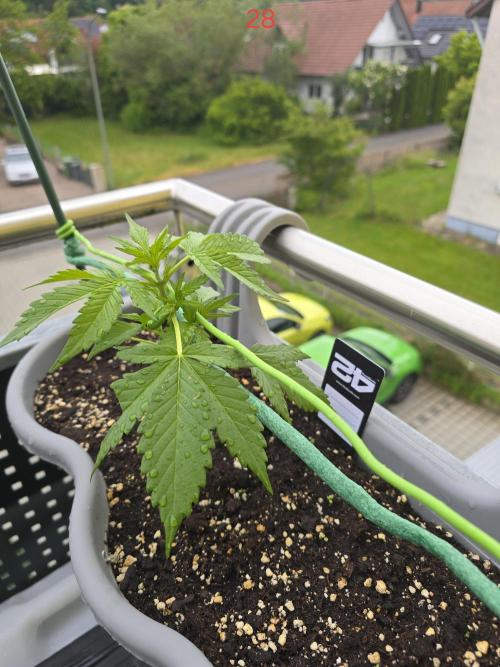 Banana. Week 4