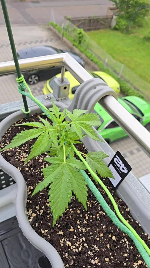 Banana Purple Punch Auto. Week 4