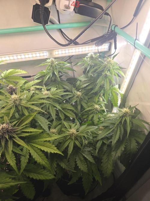 Frostbanger FastBuds. Week 7