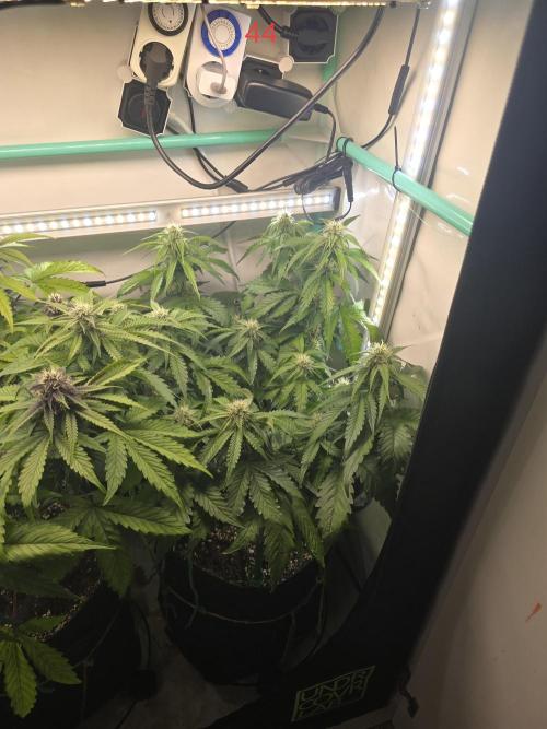 Frostbanger FastBuds. Week 7