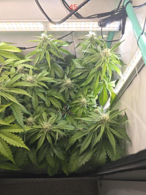 Frostbanger FastBuds. Week 7