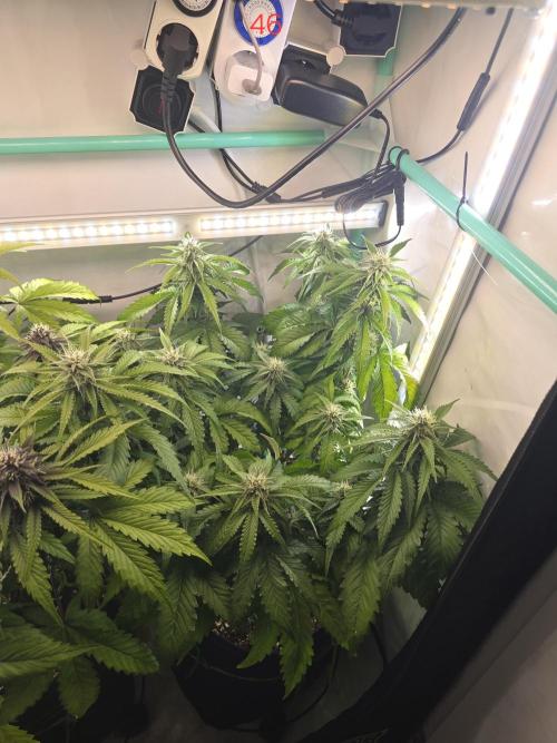 Frostbanger FastBuds. Week 7