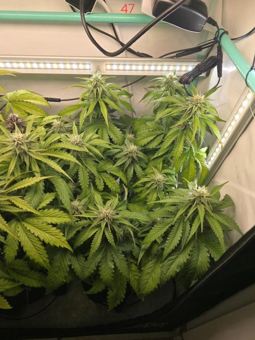 Frostbanger FastBuds. Week 7