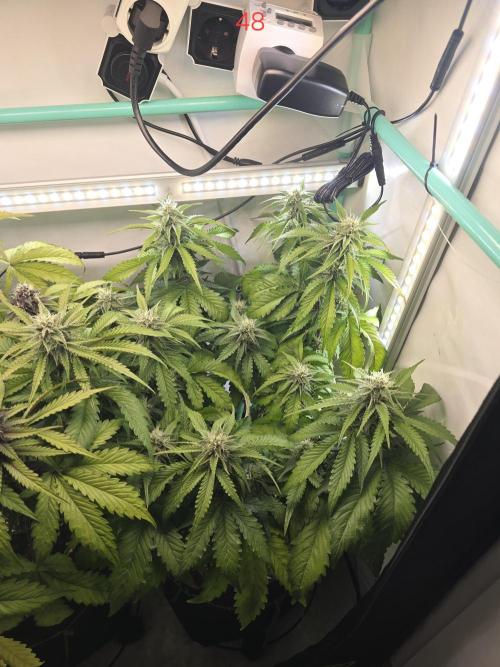Frostbanger FastBuds. Week 7