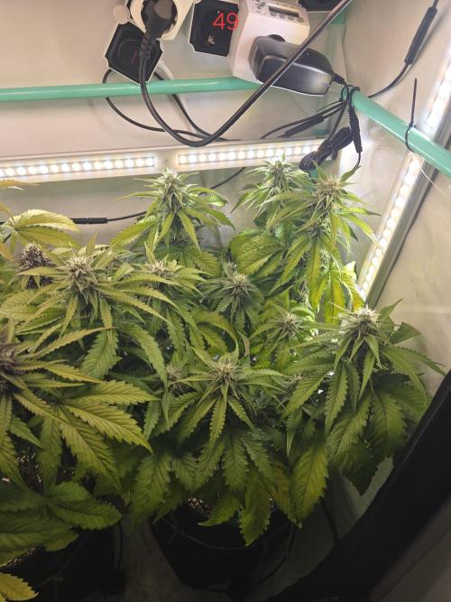 Frostbanger FastBuds. Week 7